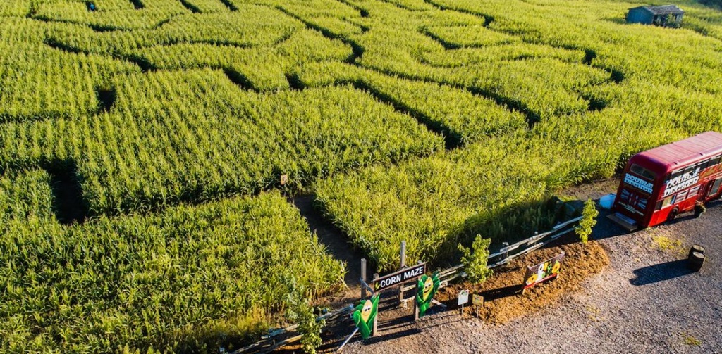 Corn Maze
