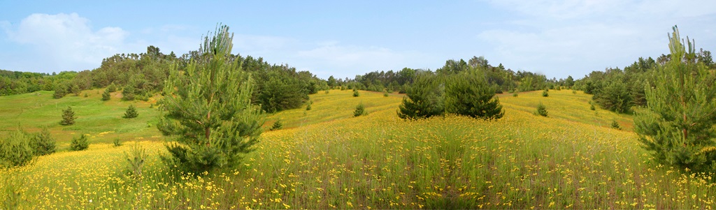 Country Scene near Uxbridge