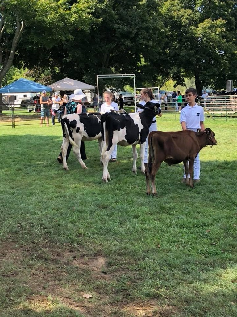Acton Fall Fair - Cattle