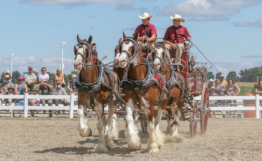 Heavy Horses with wagon