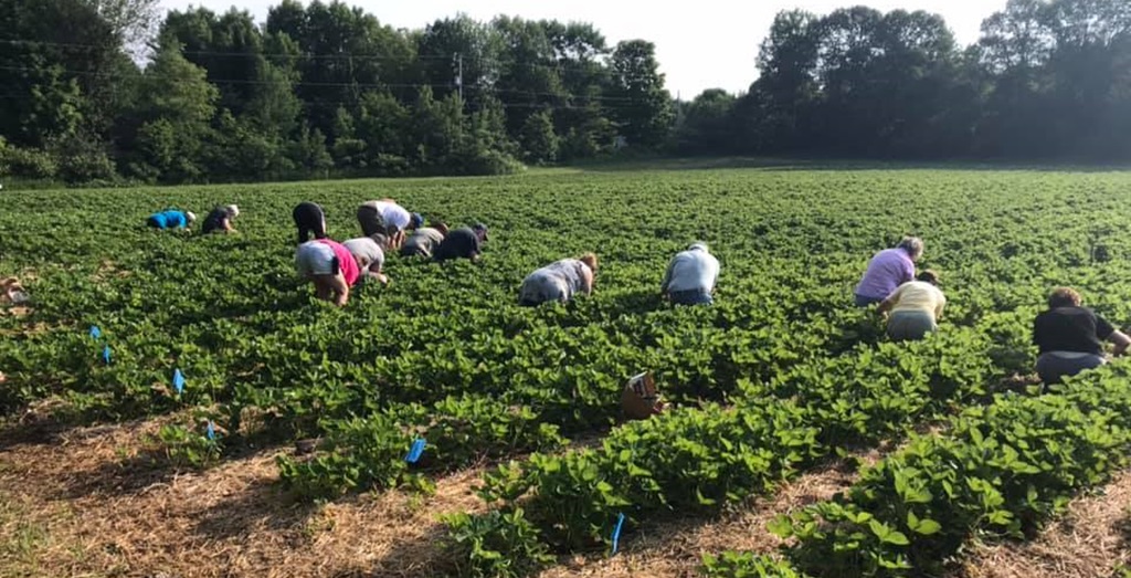 McLean Berry Farm Picking Berries