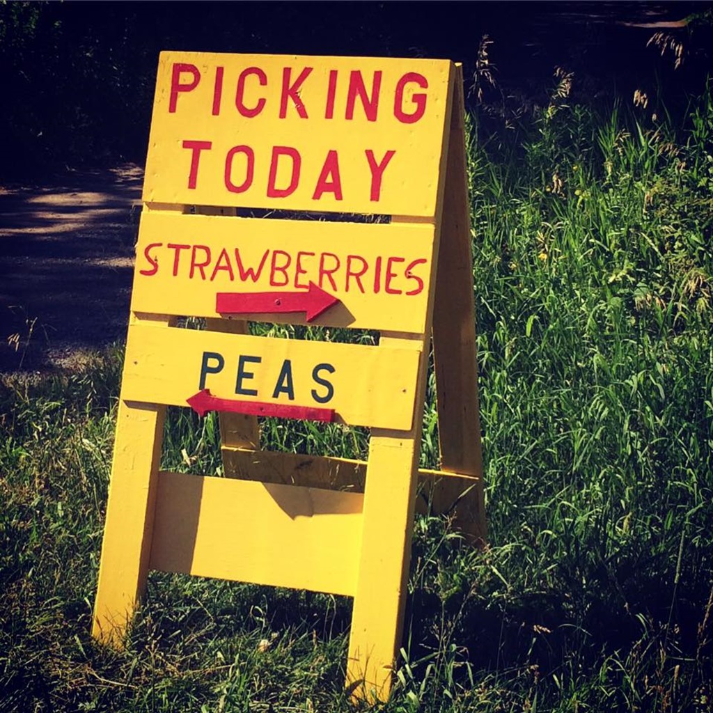 McLean Berry Farm Picking Today Sign