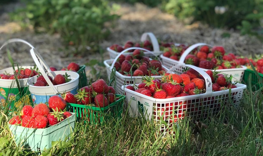McLean Berry Farm Strawberry Baskets