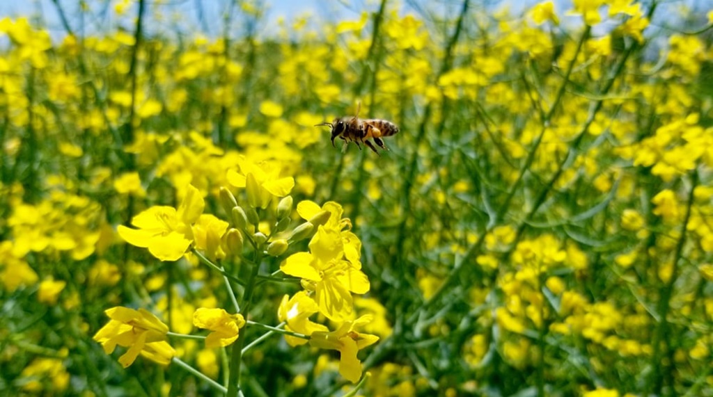 Field Crop (Canola)