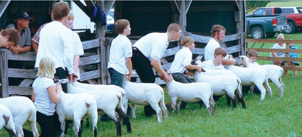 Sheep Competition