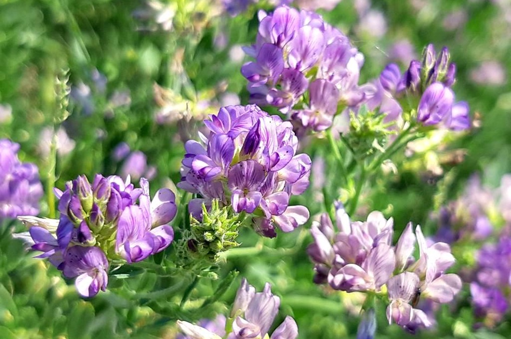 Forage Crop (Alfalfa) - Farm Crops Guide