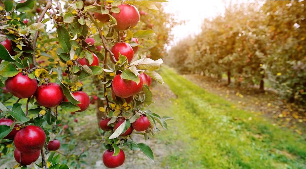 Fruit Farming (Apple Orchards)