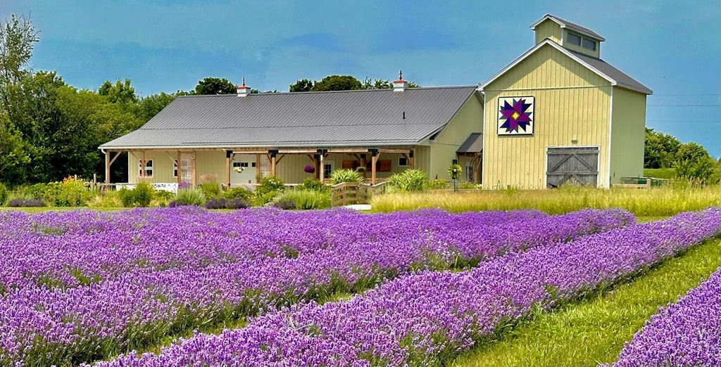 Specialty Crop (Lavender)