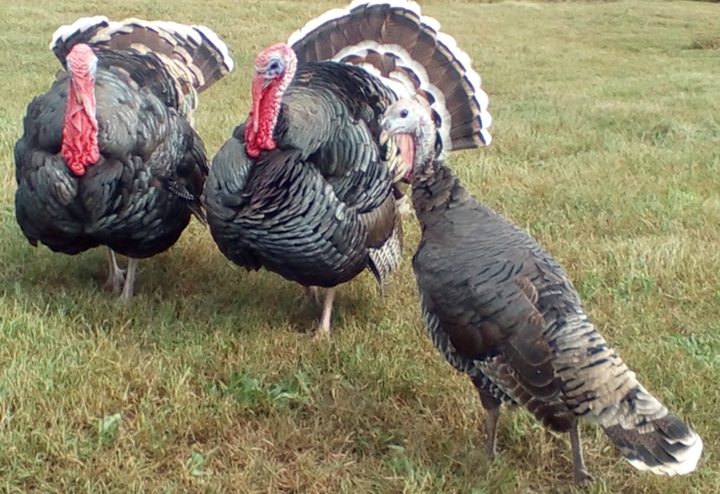 Poultry (Heritage Bronze Turkeys)