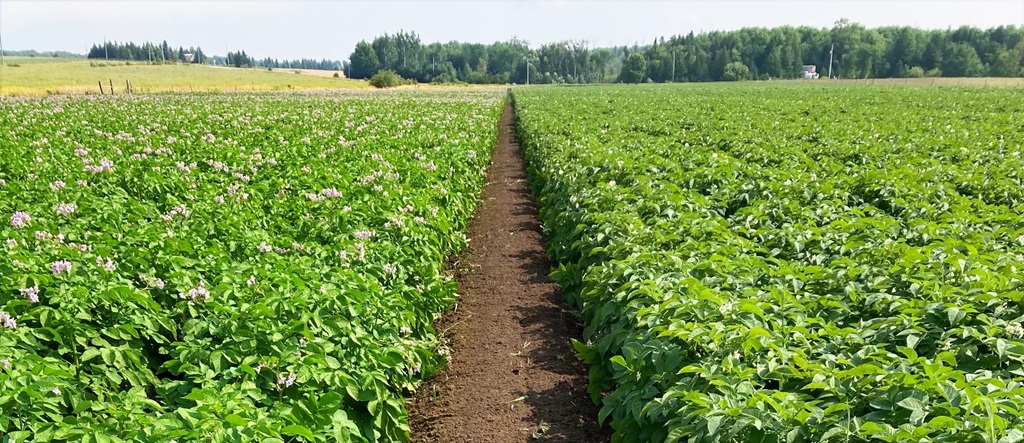 Vegetable Crop (Potatoes) - Farm Crops Guide