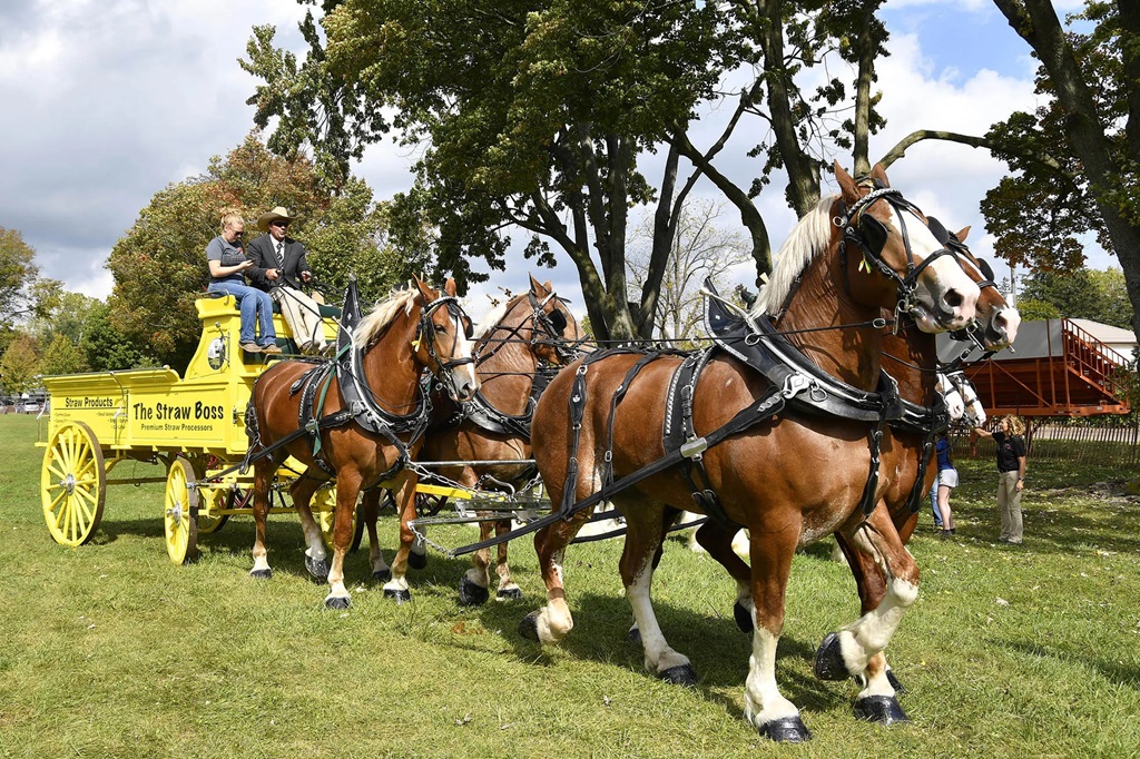 Draft Horses - Agriculture Exhibition