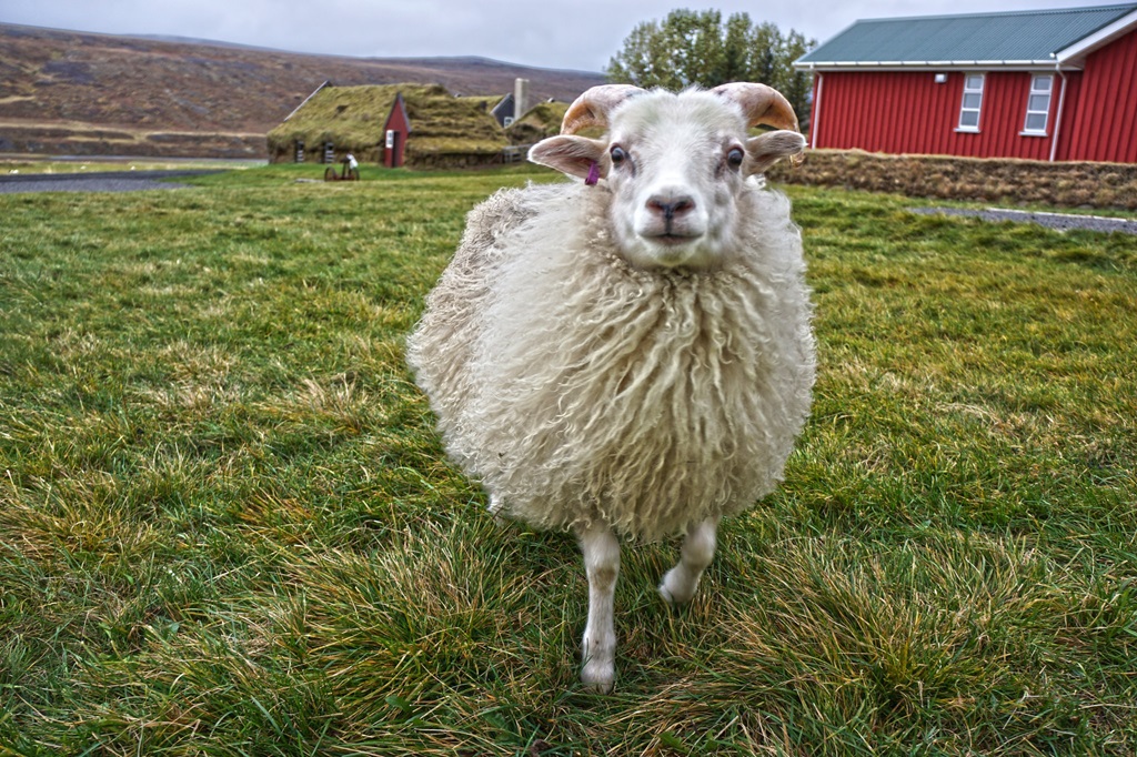 Sheep (Icelandic)