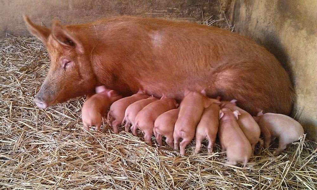 Swine (Tamworth) - Farm Livestock Guide