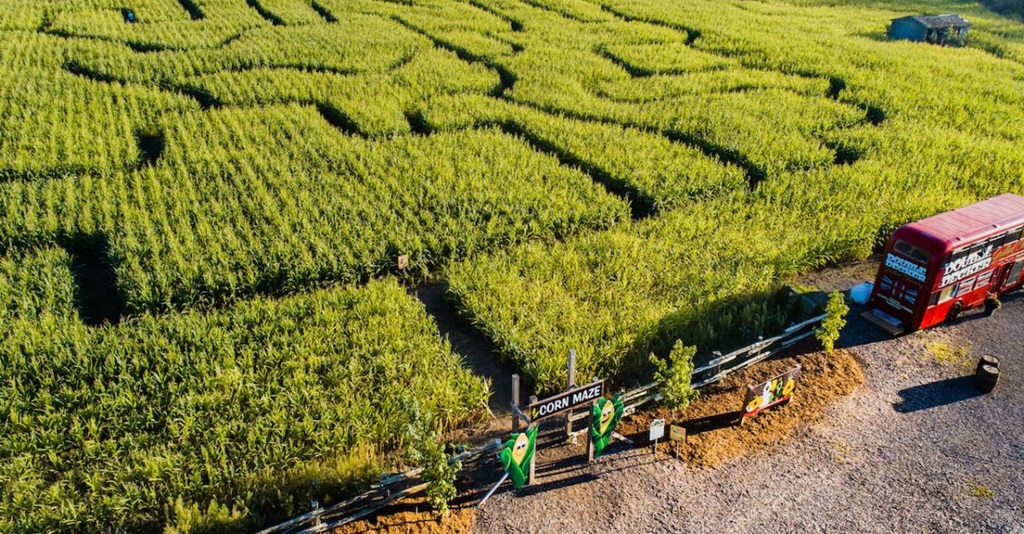 Corn Maze - Snyder's Family Farm