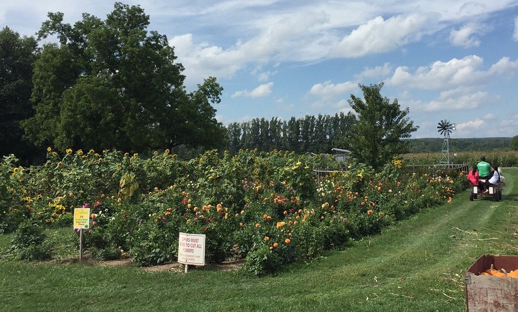 Our Crops - Andrews Farm