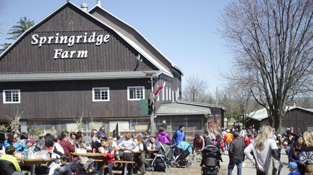 Fun Barnyard - Springridge Farm