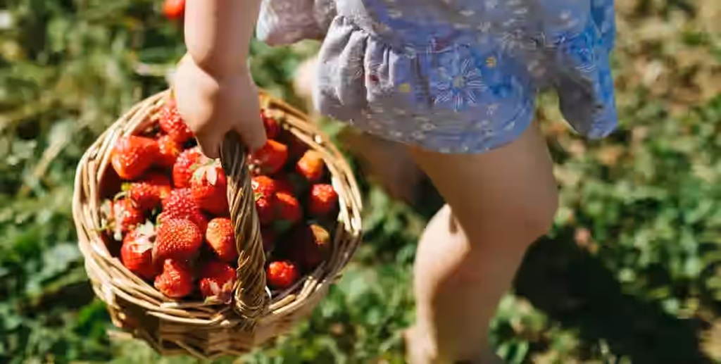 Pick-Your-Owns Experience - Andrews Farm