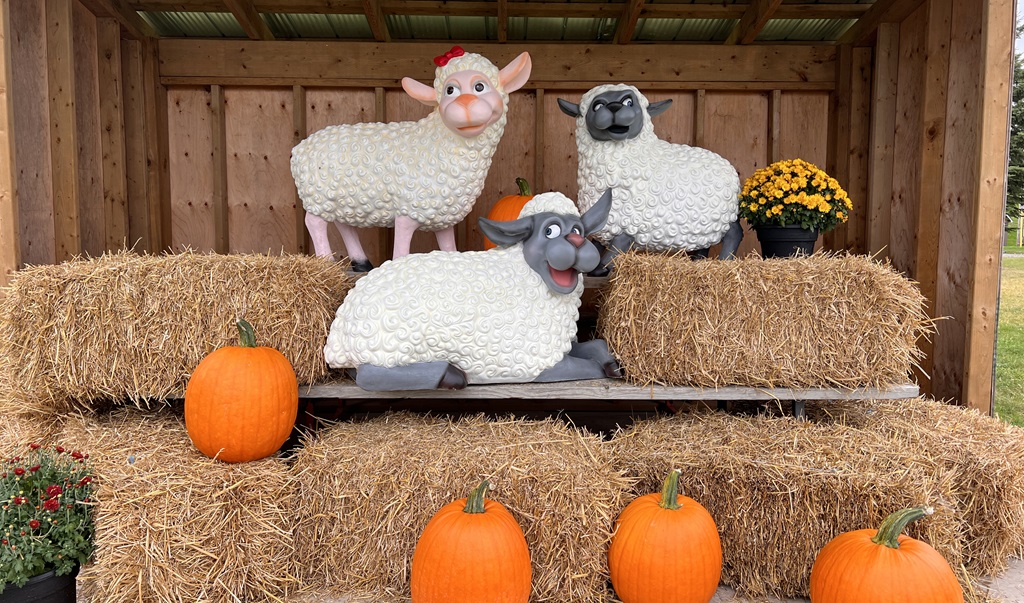 Pumpkin - Brooks Farm 