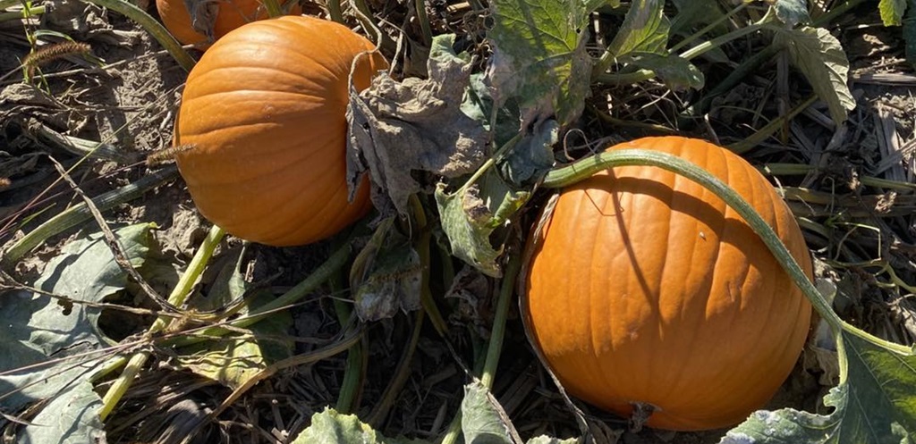 Brooks Farm Fall Festival