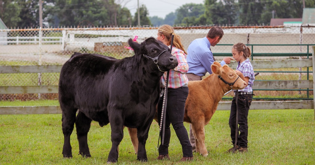 Cattle Show - Dresden Fair