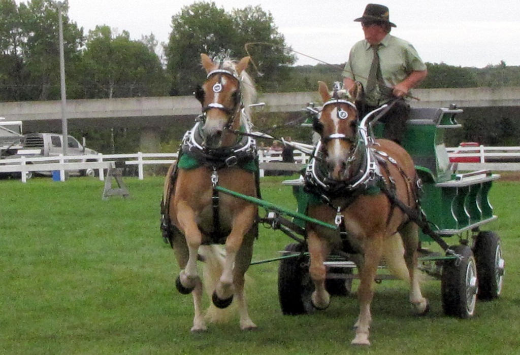 Heavy Horse Wagon - Bracebridge Fall Fair