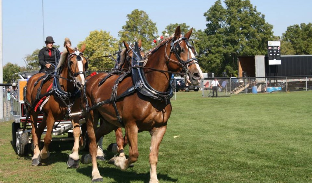 Horse Show - Brooke-Alvinston and Watford Fall Fair