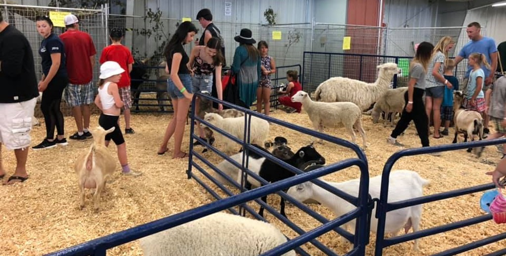 Lambs and Goats - Canadian Lakehead Exhibition