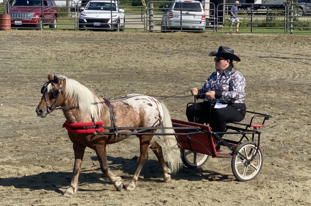 Pony and Cart - Emo Fair