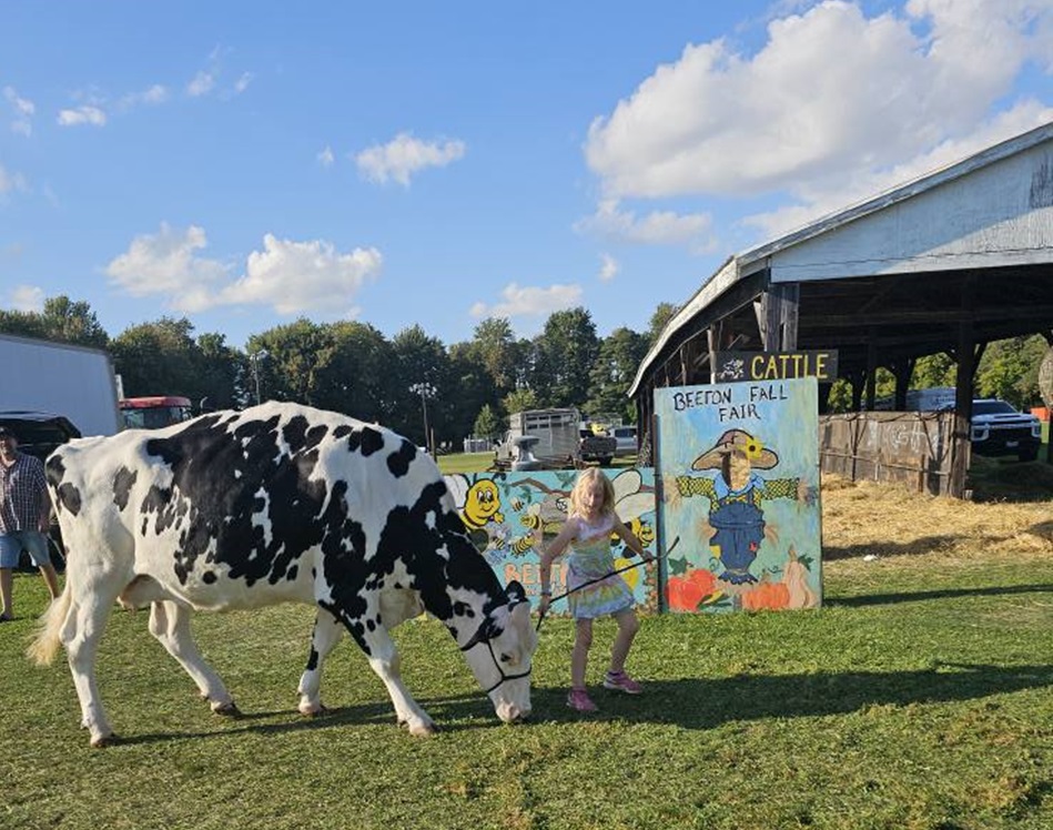 Little Girl Leading her Cow - Beeton Fall Fair