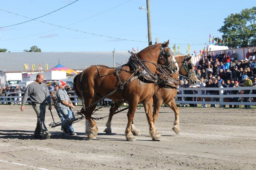 Horse Pull - Bobcaygeon Fall Fair