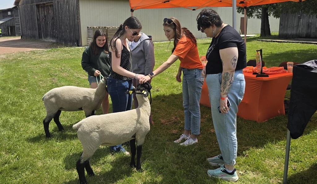 Petting the Sheep - CHP Summer Fair