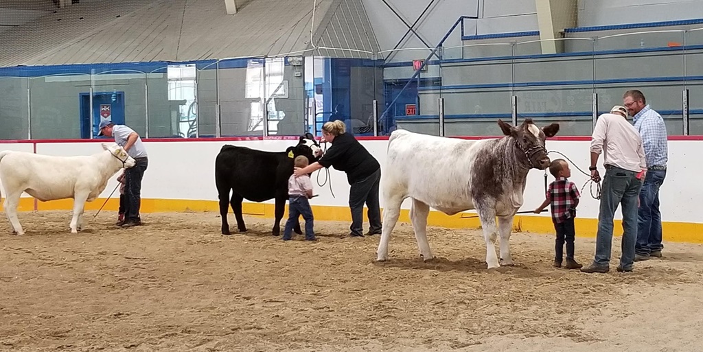 Junior Beef Judging - Cobden Fair