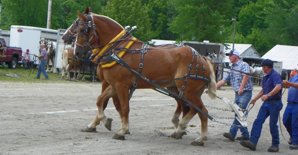 Horse Pull - Delta Fair