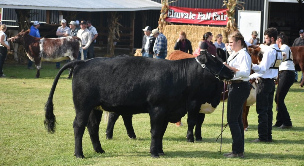 Beef Judging - Elmvale Fall Fair