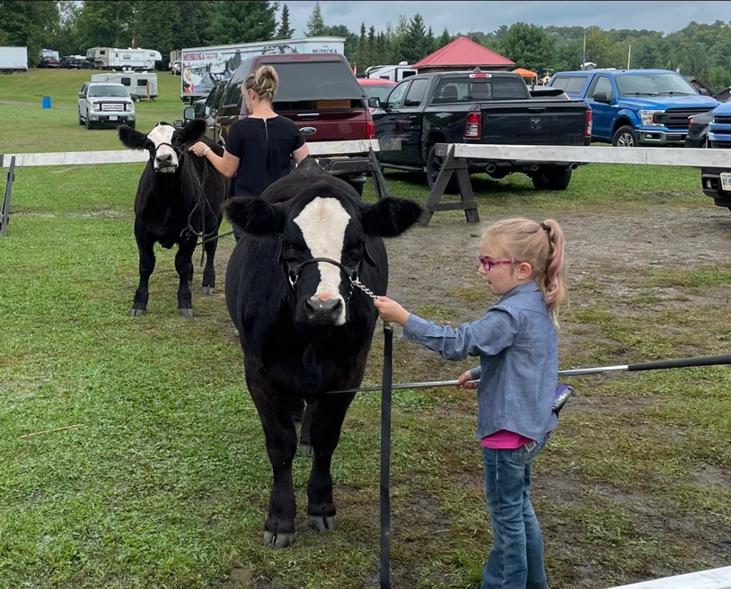 Cow Judging - Bracebridge Fall Fair