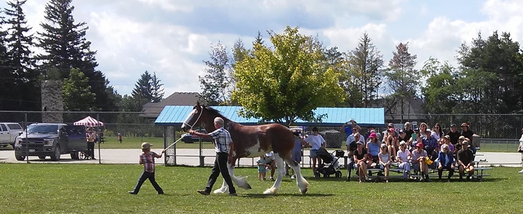 Heavy Horse Show - Beaver Valley Fall Fair