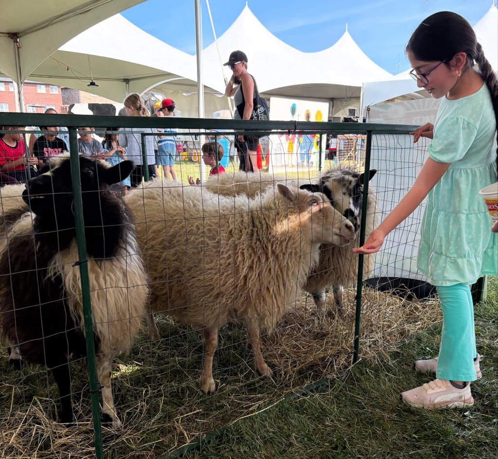 Feeding Sheep - Binbrook Fall Fair