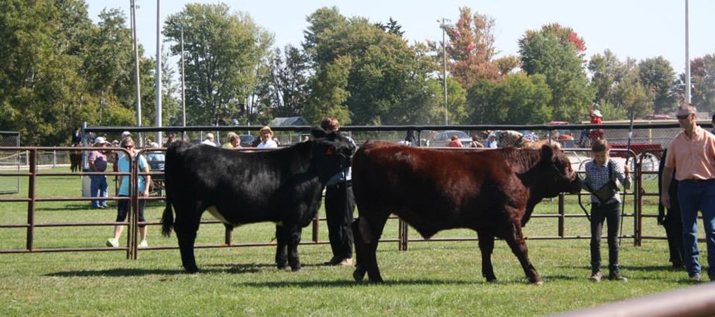 Cattle Show - Brooke-Alvinston and Watford Fall Fair