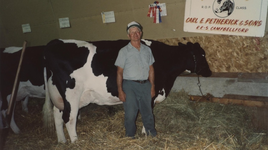 Cattle Show - Campbellford Fair