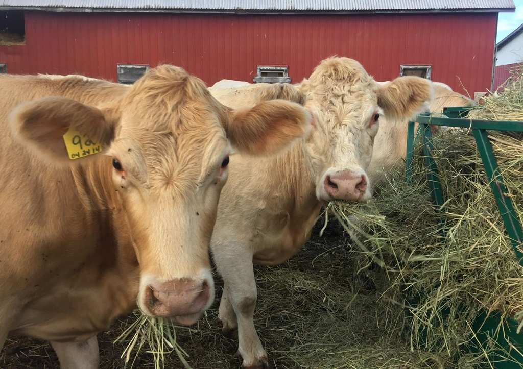 Cattle Show - Carp Fair