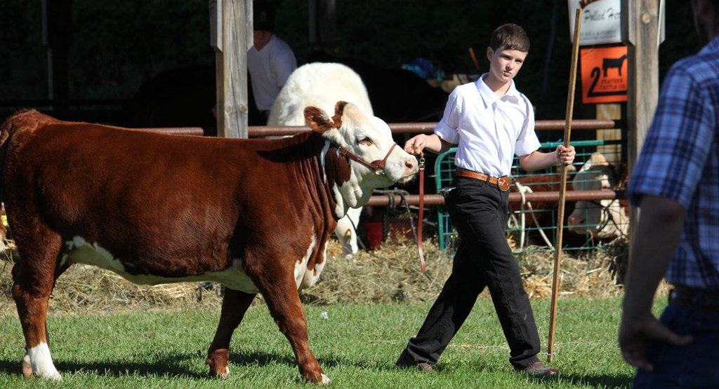 Beef Cattle Judging - Coldwater Fall Fair