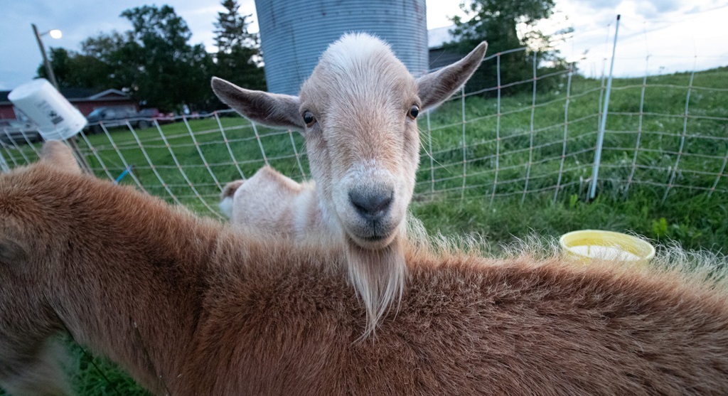 Goats - Dundalk Fall Fair