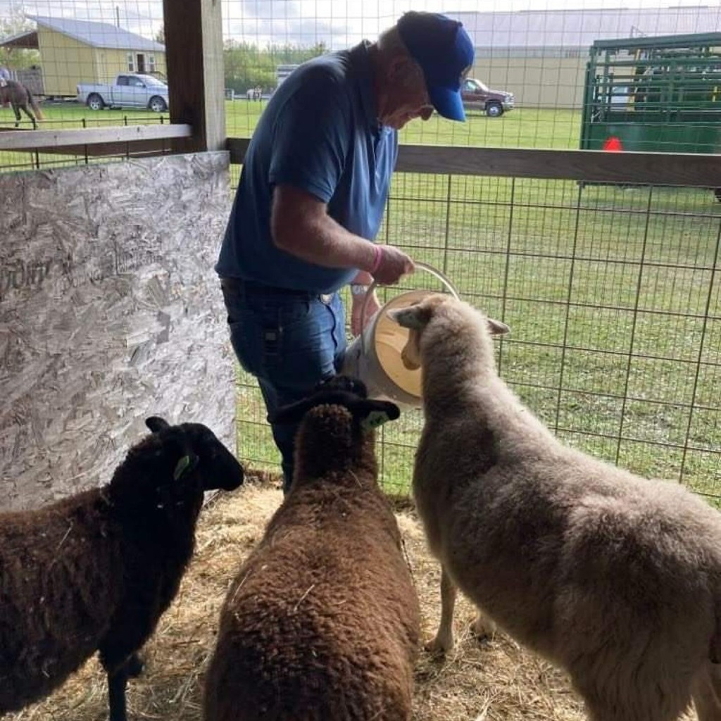 Feeding the Sheep - Emo Fair