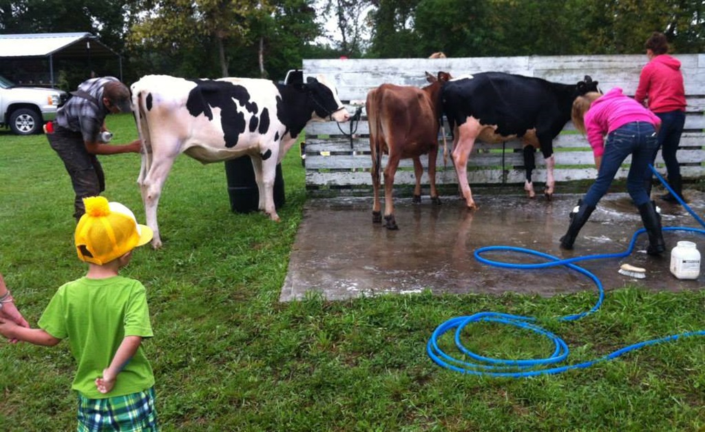 Cattle Show - Centreville Fair