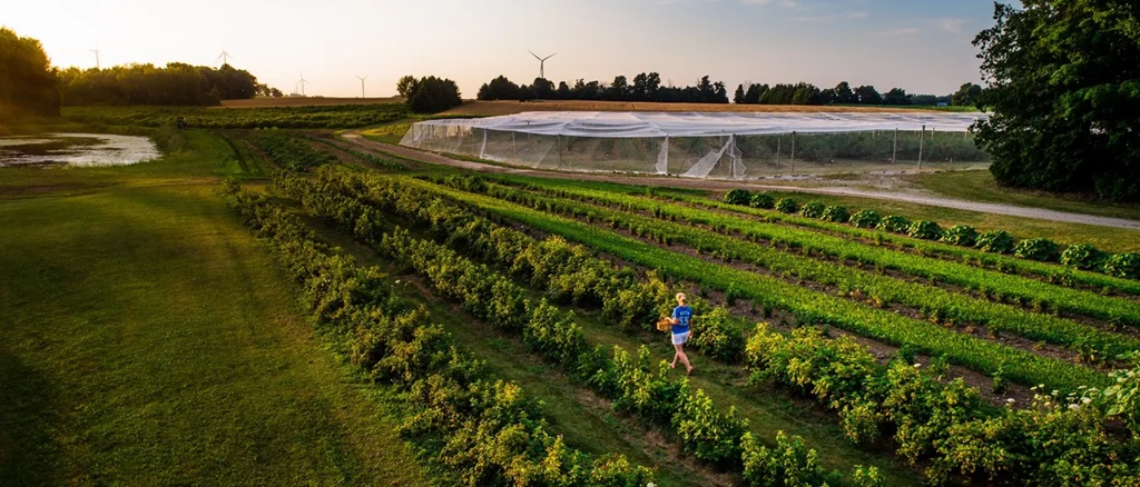 Field - Berrylicious Fruit Farm