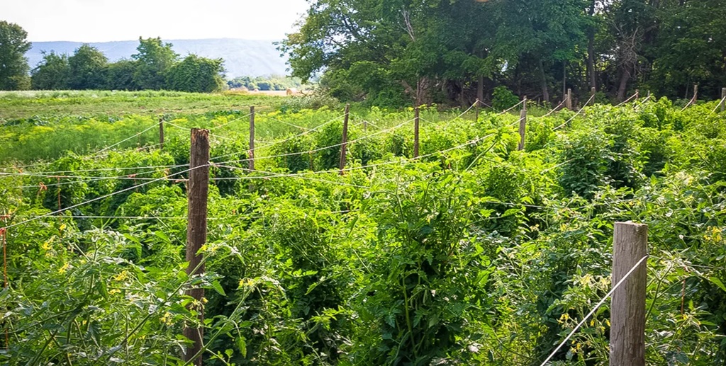 Fam Field - Currie's Farm Market