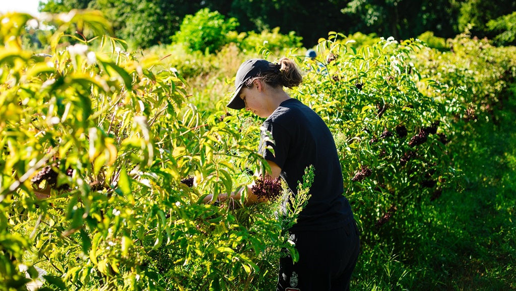 You Pick - Berrylicious Fruit Farm