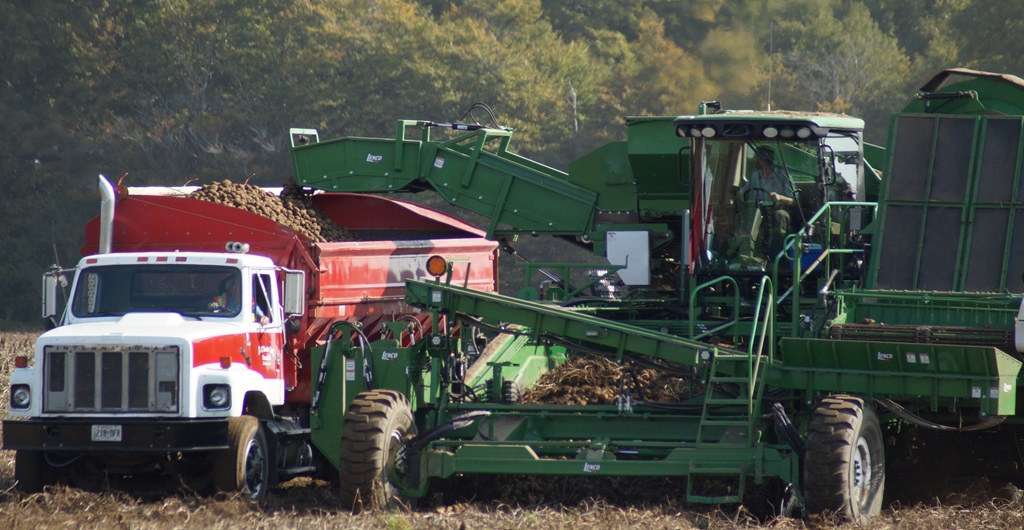 Potato Harvesting