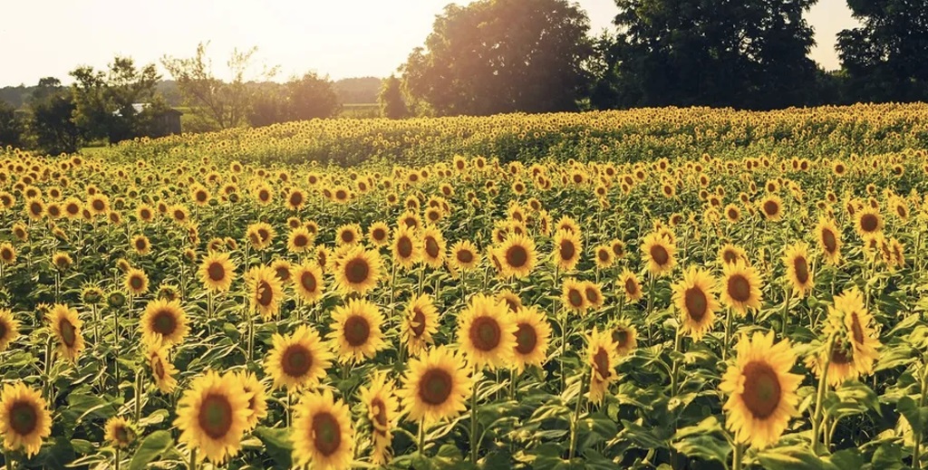 Sunflower Field