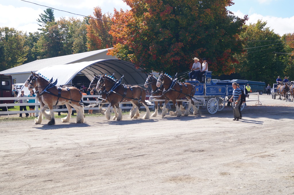 Agricultural Fair